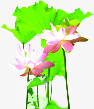 手绘绿色荷叶荷花免抠