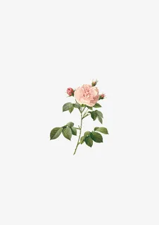 花朵玫瑰手绘鲜花免抠