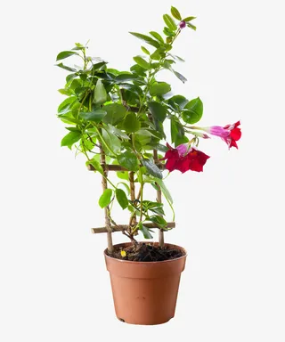 植物盆栽装饰无背景免抠爬藤PNG