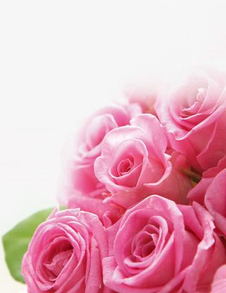 绿叶粉色绽放玫瑰花瓣免抠