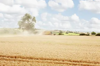 金色麦田海报背景素材