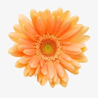 花朵图片背景素材