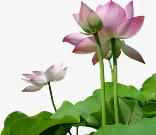 夏日植物荷花荷叶免抠