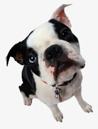 卖萌的傻狗免抠