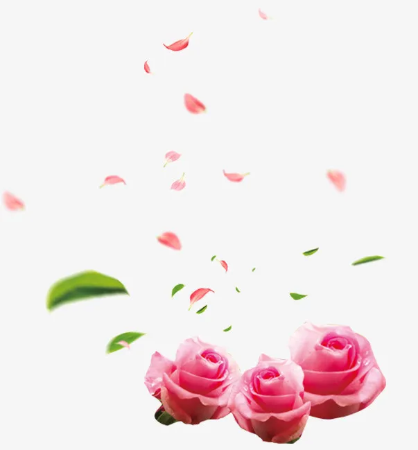 精美粉红色玫瑰与花瓣免抠素材免抠