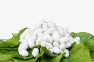 实物桑叶桑蚕丝蚕茧免抠