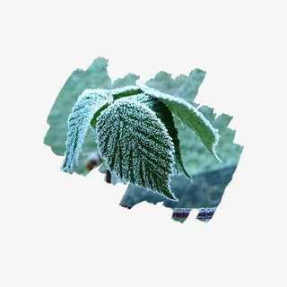 寒露白绿色树中树枝装饰免下载免抠