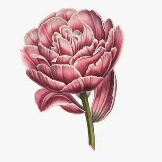 抽象花朵素材手绘花朵素材免抠