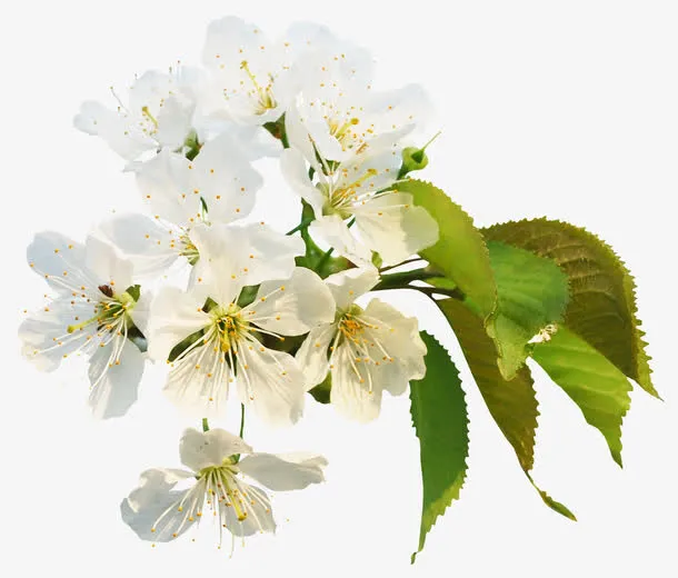 樱花免抠