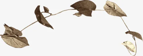枯叶免抠