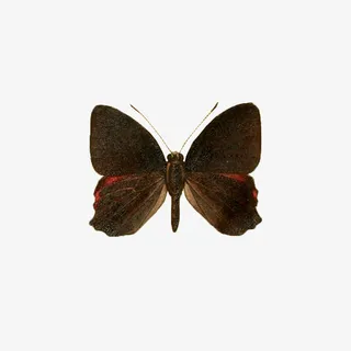 春天蝴蝶普通黑色免抠