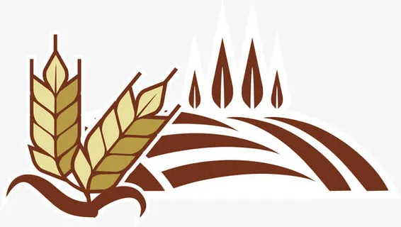 稻田中的米穗免抠