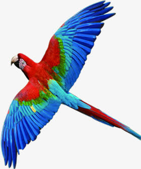 彩色春天飞鸟设计免抠装饰动物元素