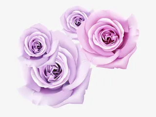 紫色玫瑰立体花免抠