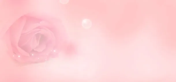 粉红玫瑰背景免抠