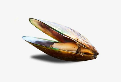 产品实物张开的花蛤小葱免抠