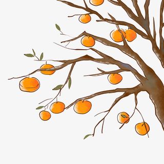 中秋佳节柿子树免抠