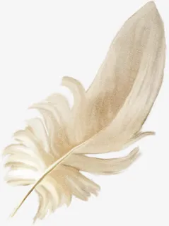 立绘羽毛素描矢量png图片免抠