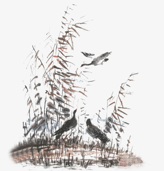 芦苇荡中的飞鸭免抠