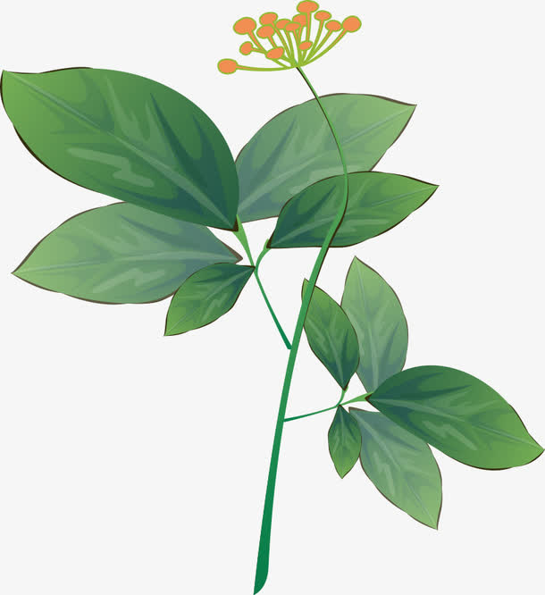 人参花免抠