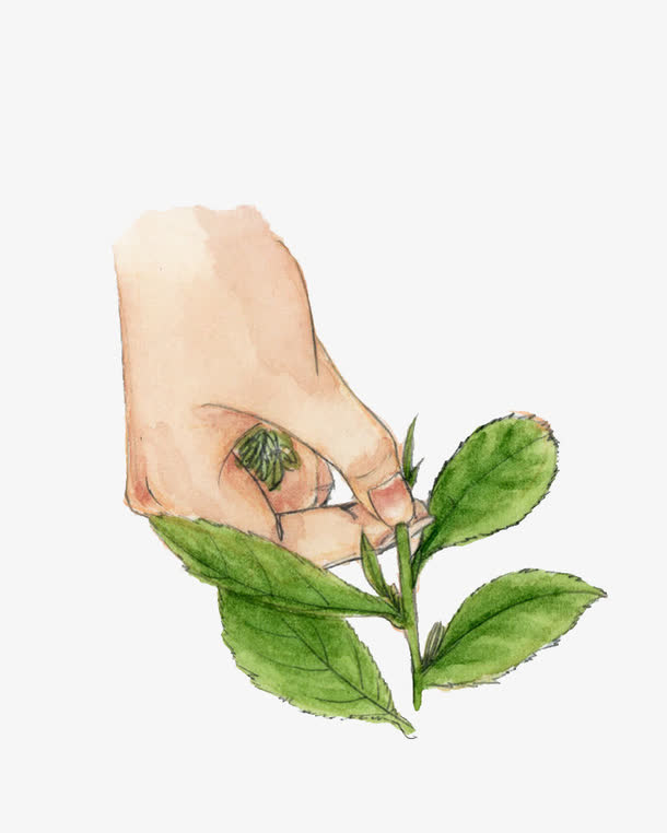 手绘采茶免抠