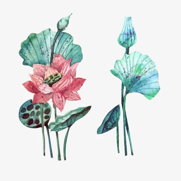 荷花免抠