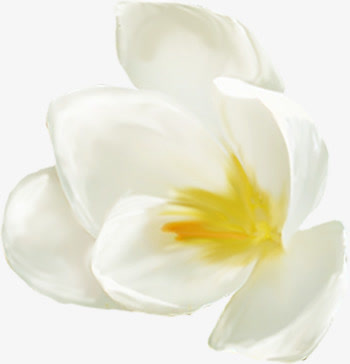 白花png图片免抠