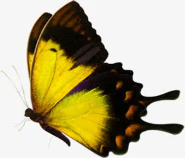 黄色唯美蝴蝶手绘免抠