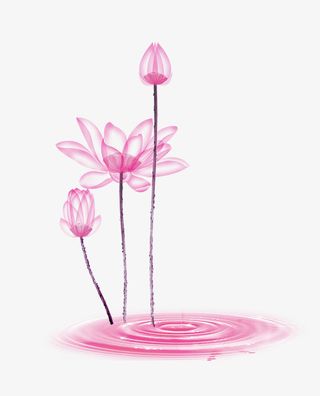 夏日的粉色荷花免抠