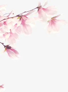 春天粉色清新玉兰花免抠