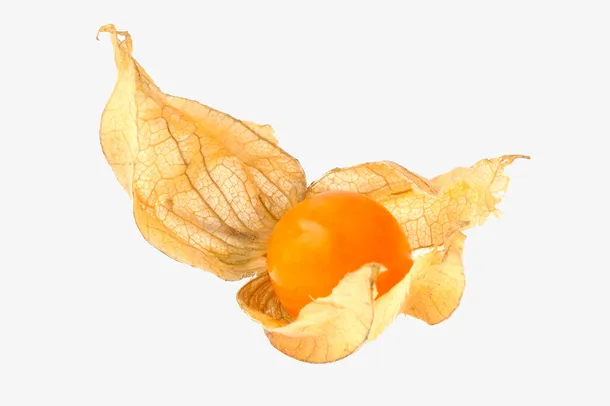 灯笼果免抠