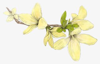 春季代表花卉迎春花手绘素材免抠