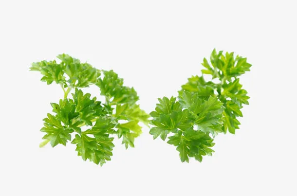 绿色芹菜叶子免抠