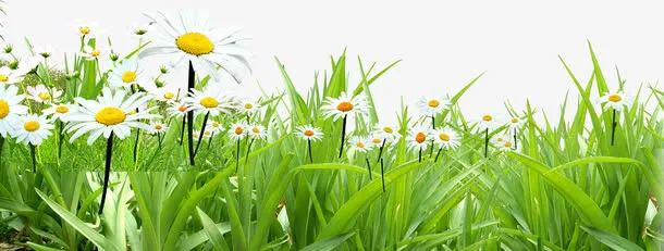 春季清新小草花海免抠