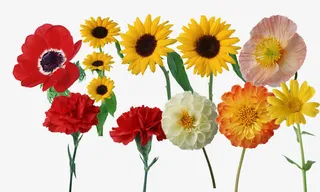 花卉花朵鲜花免抠