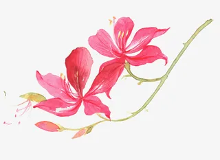 手绘小清新红花羊蹄甲免抠系列免抠