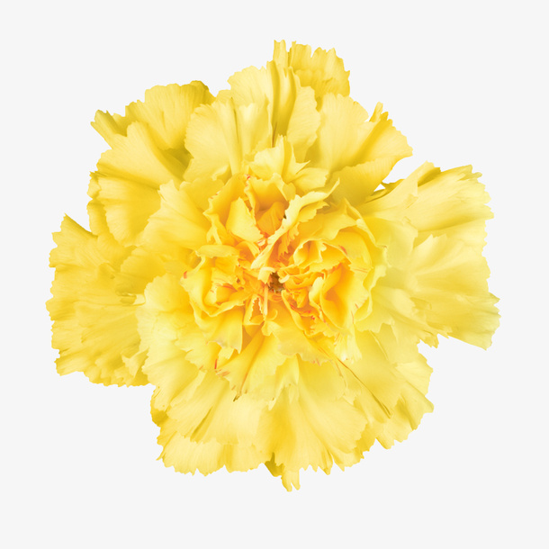 鲜花图片抽象鲜花图片素材免抠