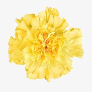 鲜花图片抽象鲜花图片素材免抠