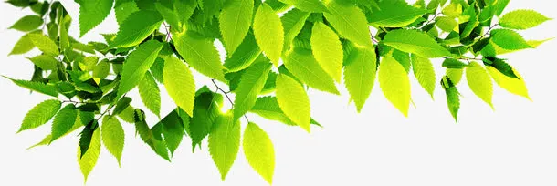 绿色清新树叶阳光春天免抠
