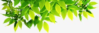 绿色清新树叶阳光春天免抠