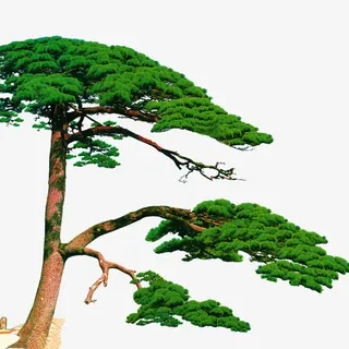 迎客松免抠