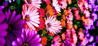 鲜花花丛背景高清