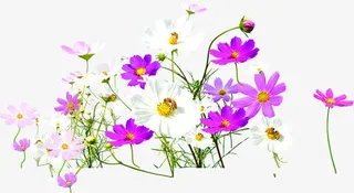 紫色春天花朵手绘免抠