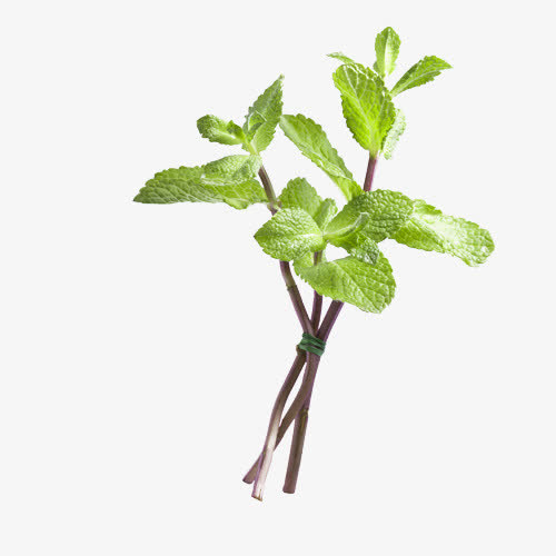 绿色薄荷叶免抠