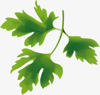 春天手绘绿色树叶免抠