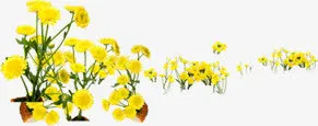 春天黄色雏菊装饰免抠