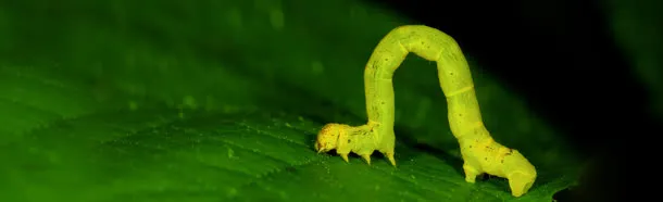 唯美风景banner壁纸