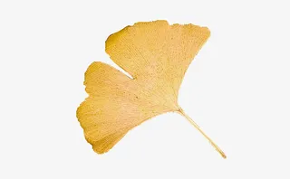 黄色的叶子免抠