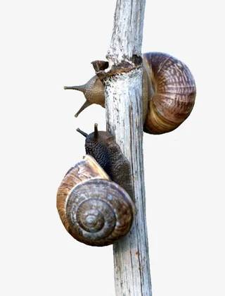 树干和蜗牛免抠