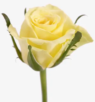 唯美花卉图片花束图片免抠